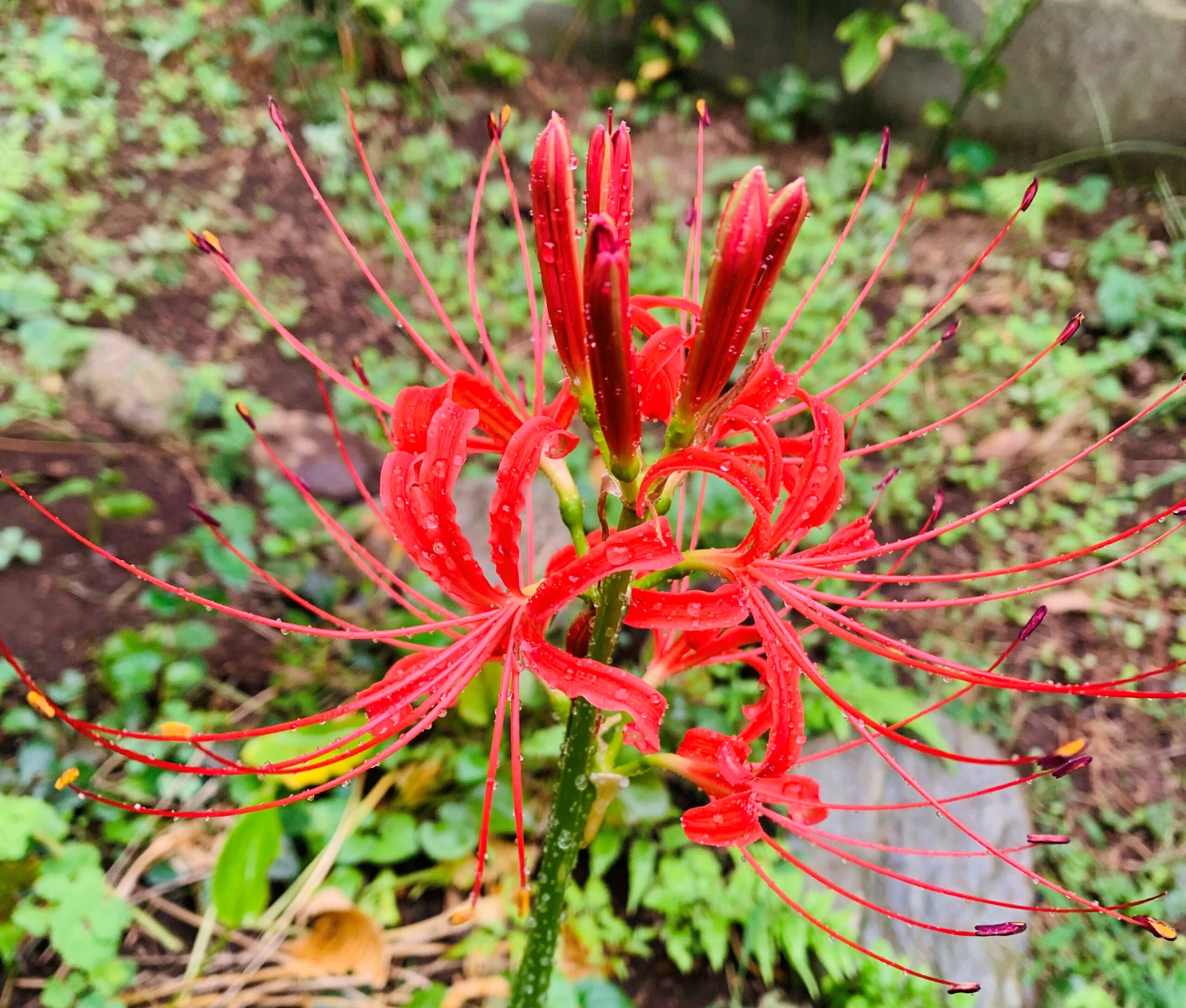 🍂秋の花が咲きました🍁