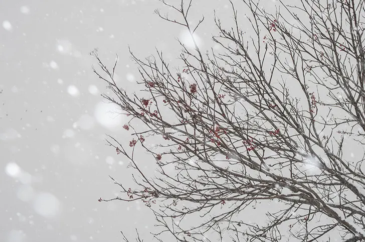 ❄東京でも初雪❄