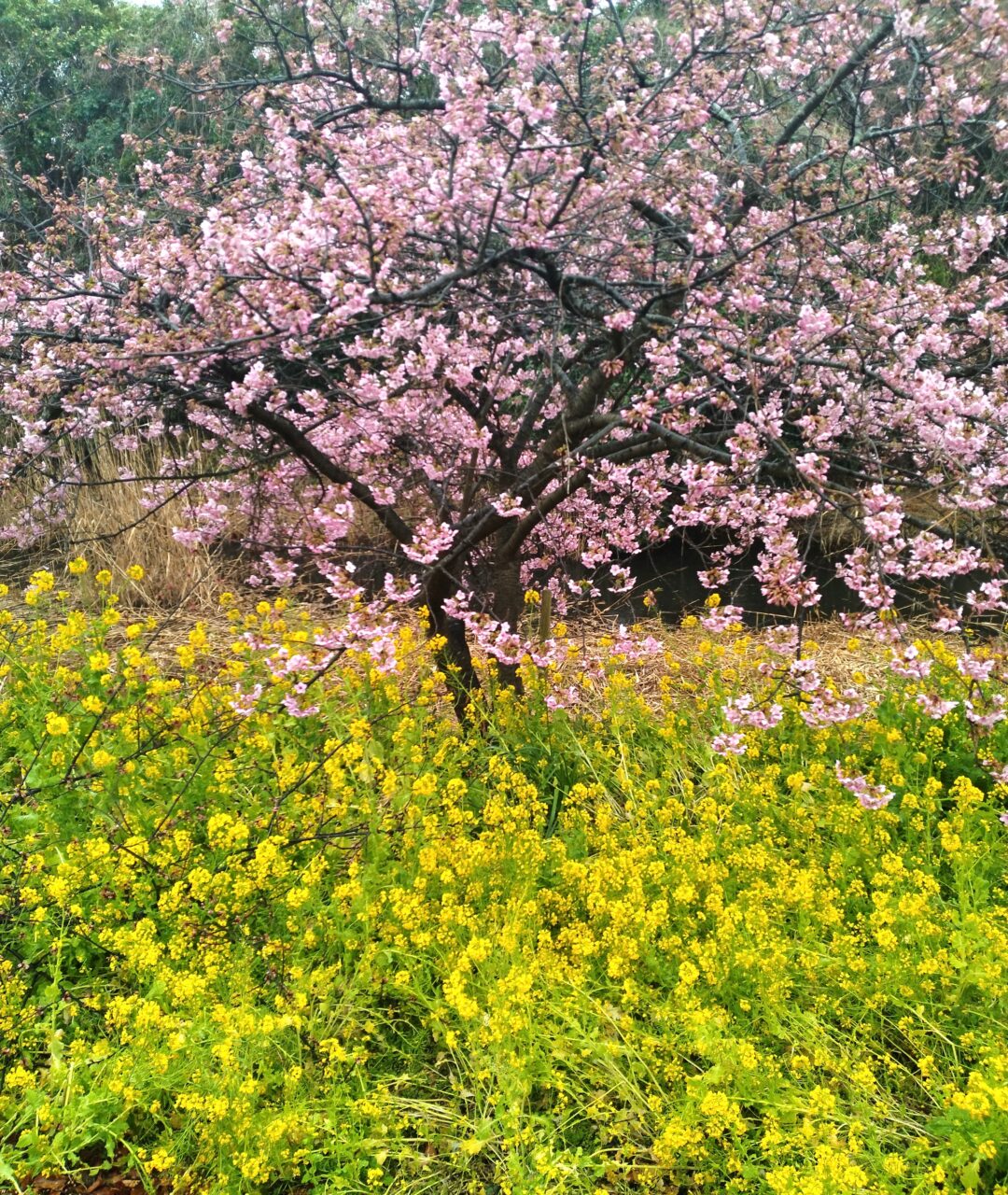 🌸桜と菜の花🌸